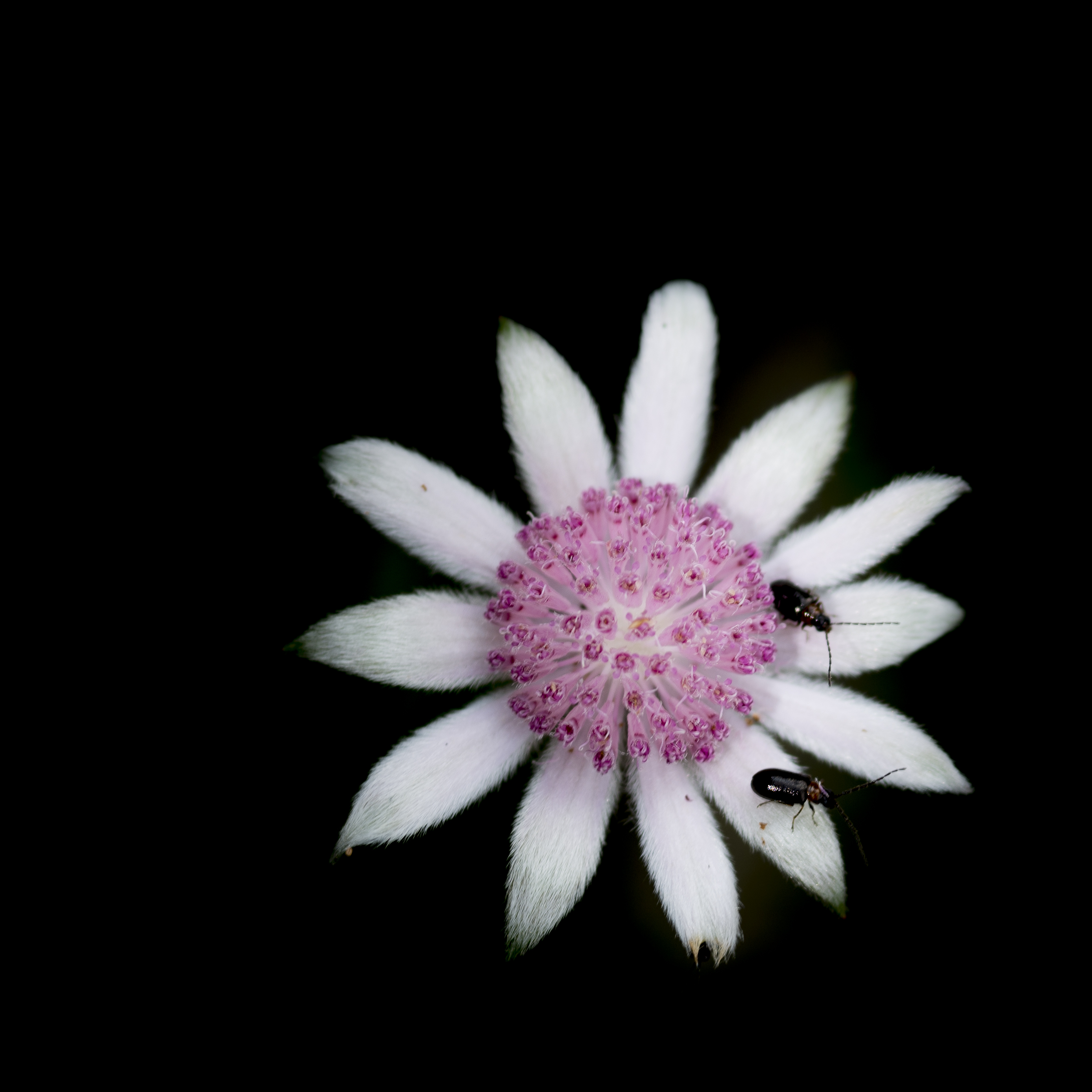 Flannel flower with bugs