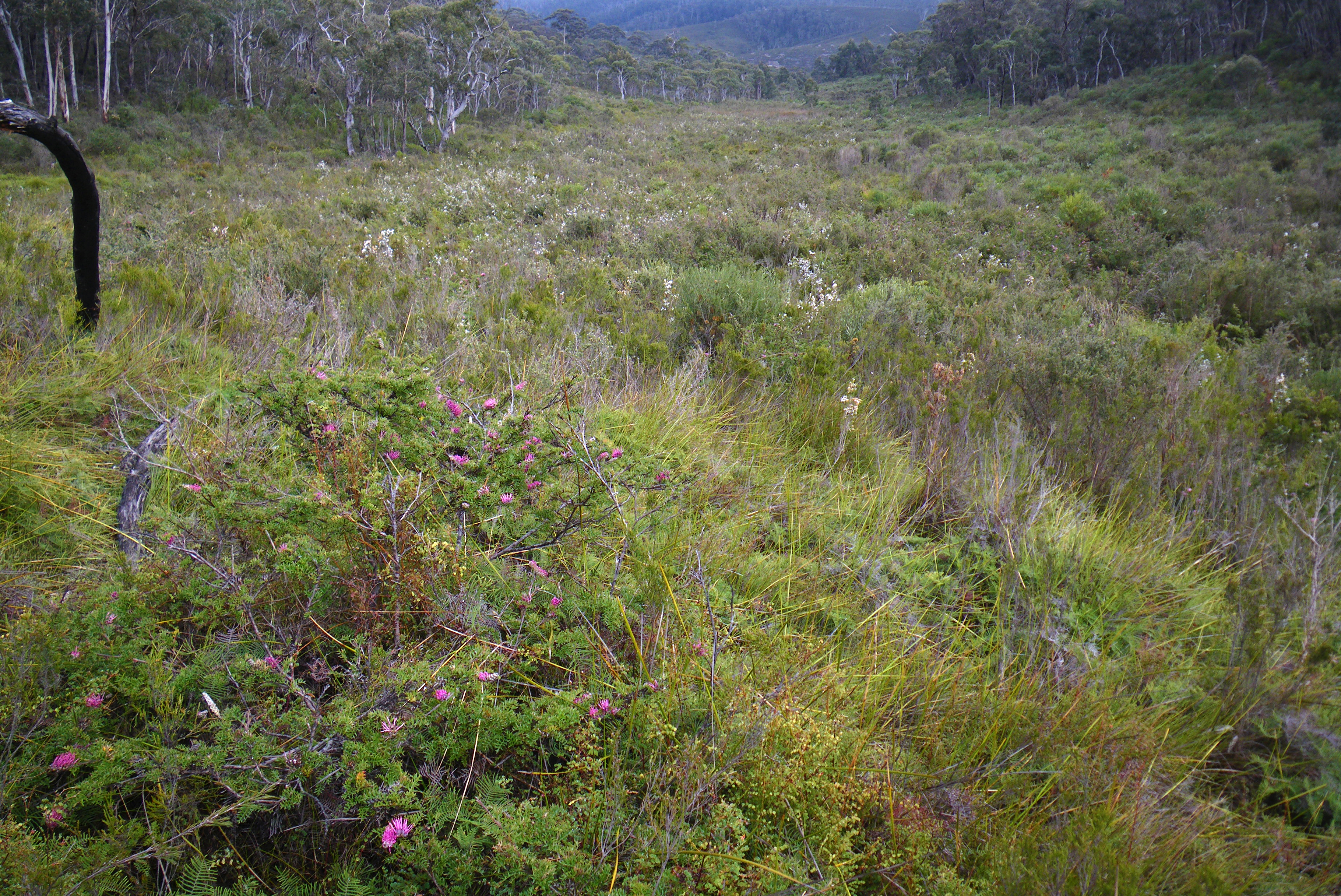 Grevillea Acanthifolia in the Newnes Plateau