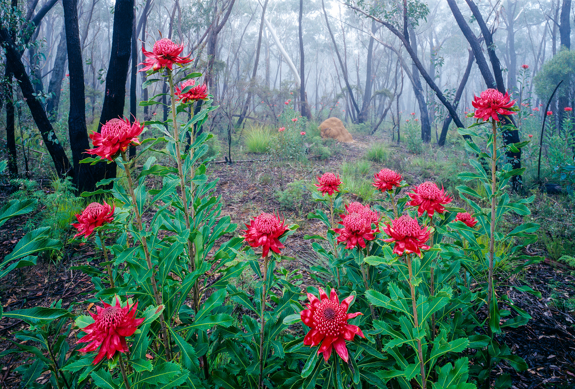 Waratahs at waratah ridge