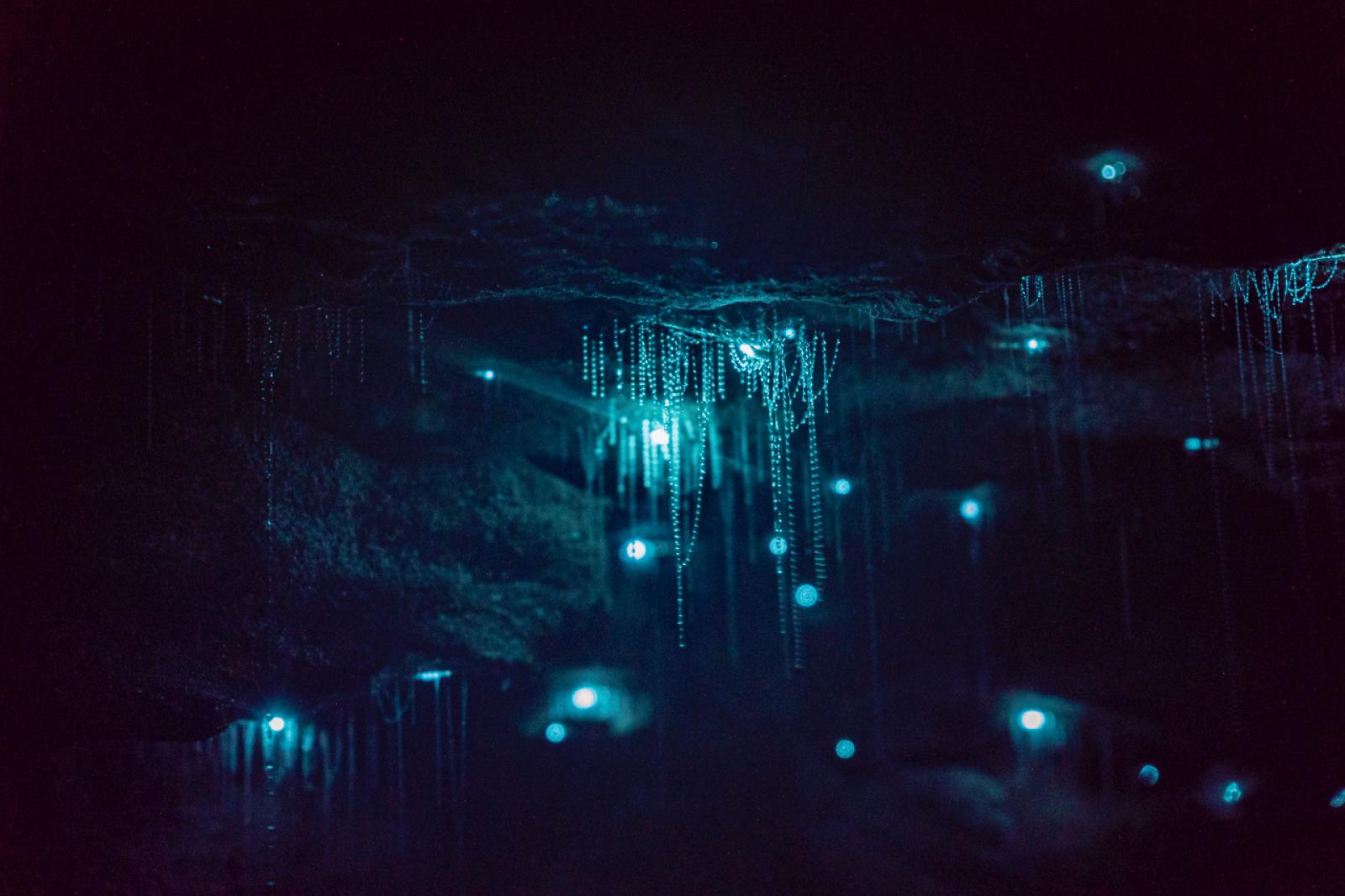 Glow worms by Joel Robinson