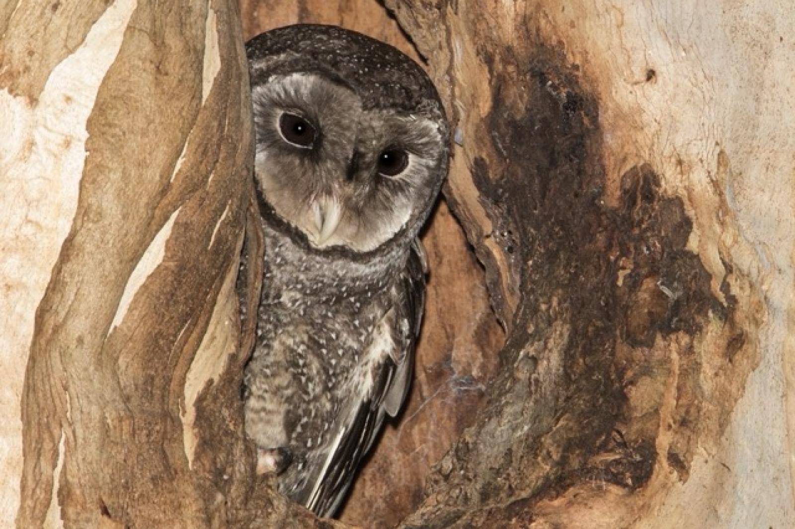 Sooty Owl in tree hollow
