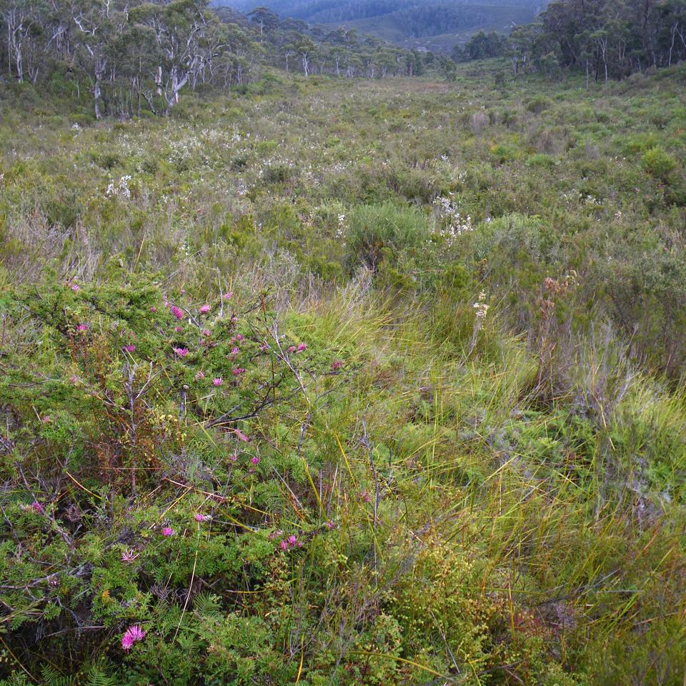 Grevillea Acanthifolia in the Newnes Plateau