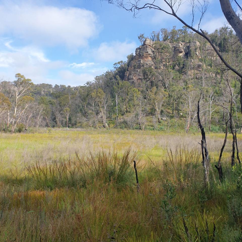 Kangaroo Creek swamp