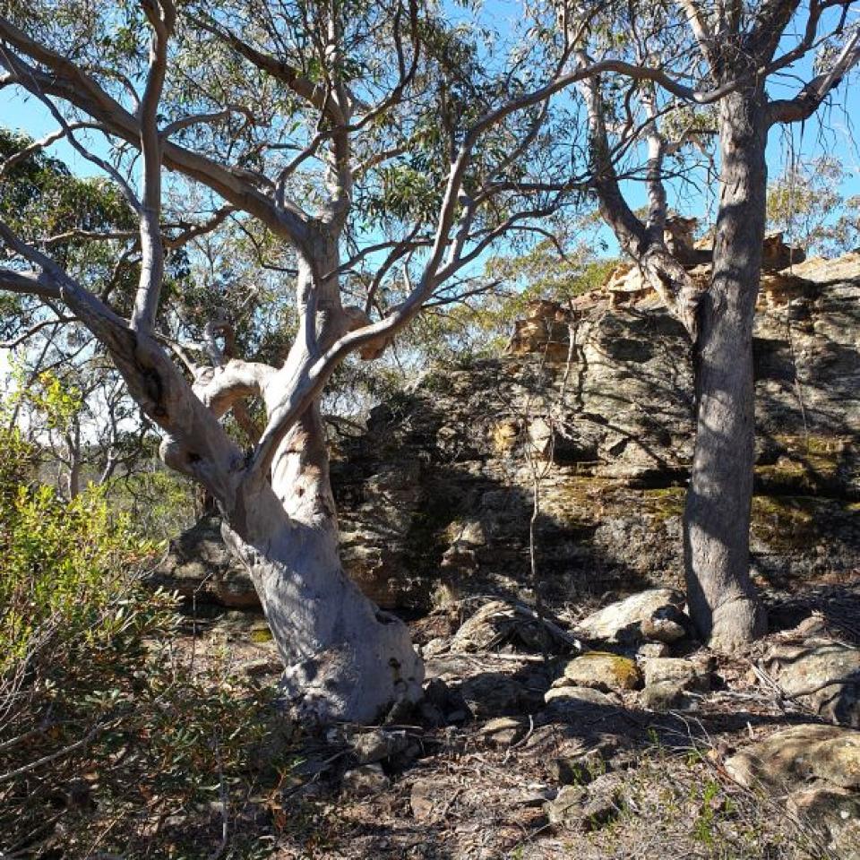 The northern end of Zone 1 contains trees and pagodas
