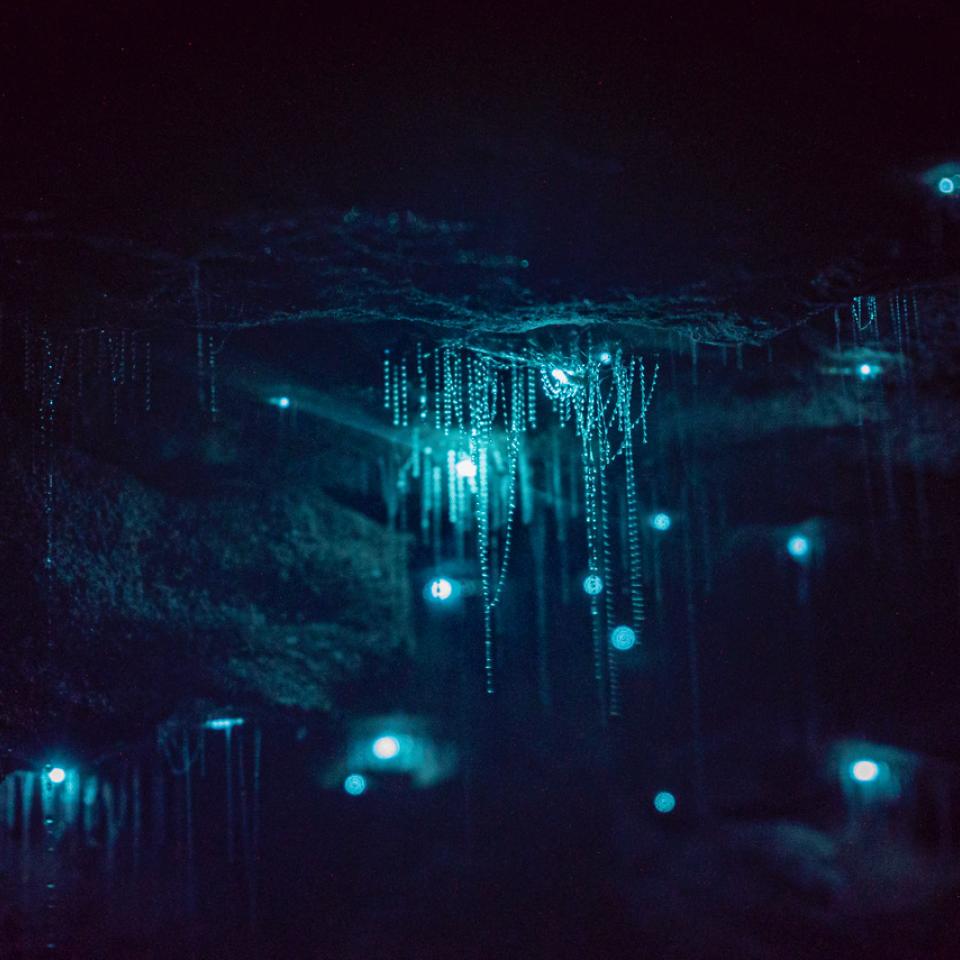 Glow worms by Joel Robinson