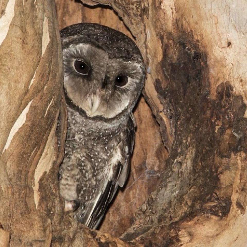 Sooty Owl in tree hollow