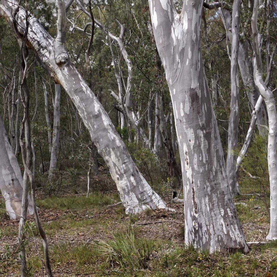 Scribbly Gums near Cullen Bullen Scribbly Gums near Cullen Bullen