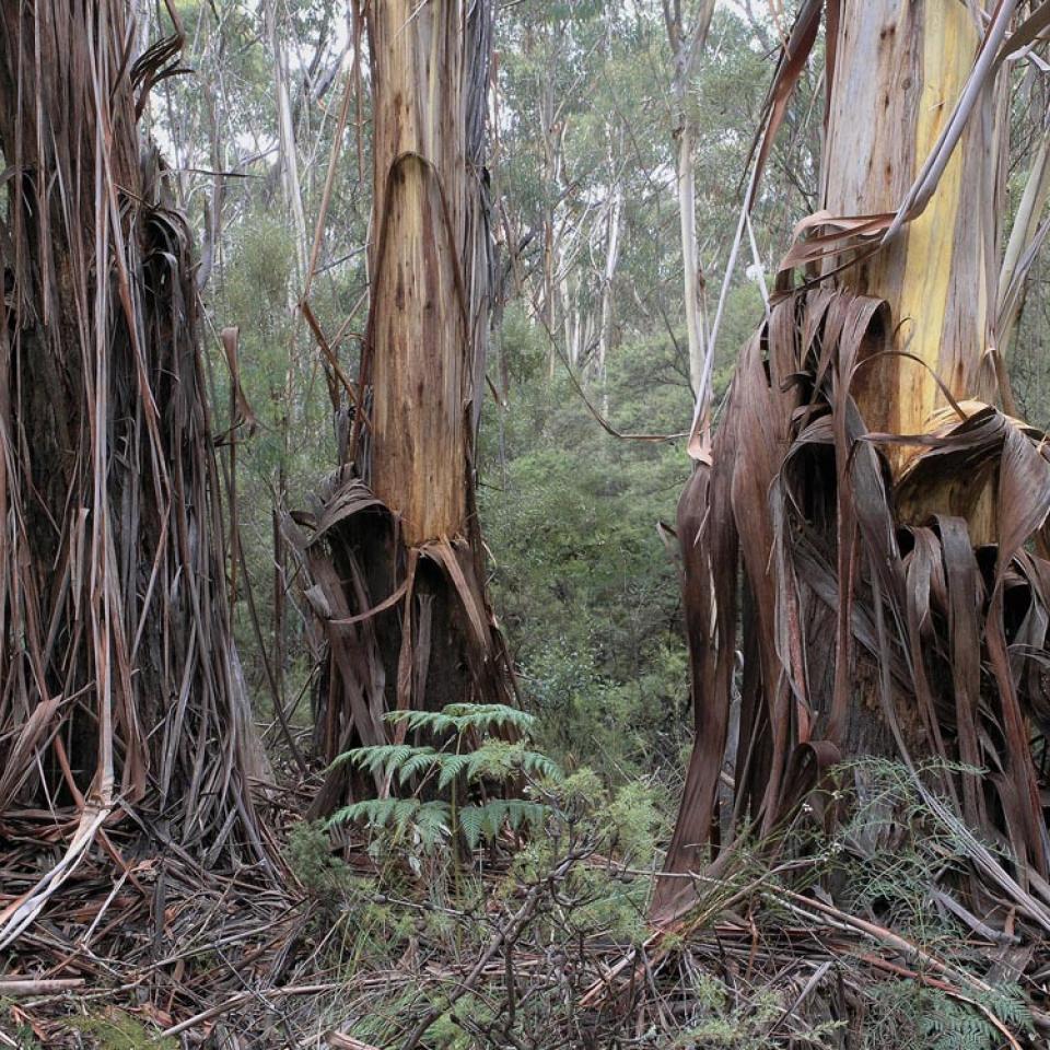 Forest sentinels - Image Henry Gold 