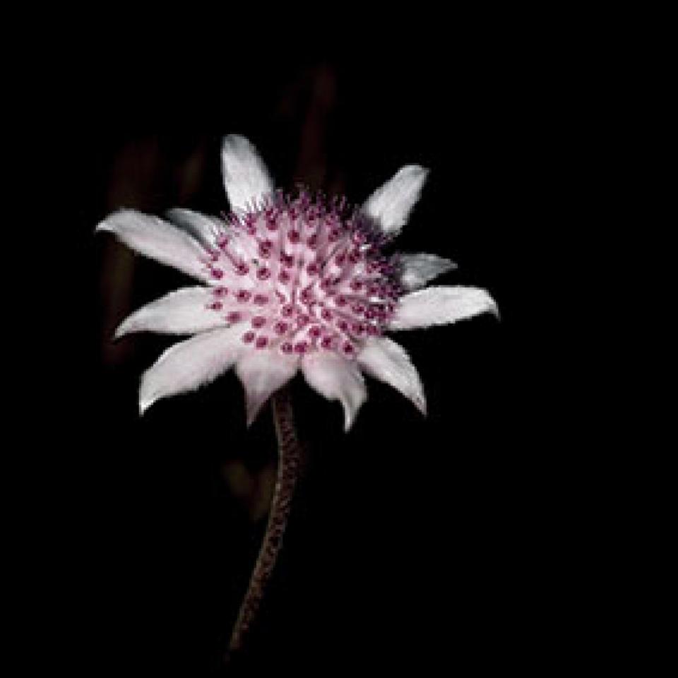 Pink flannel flower