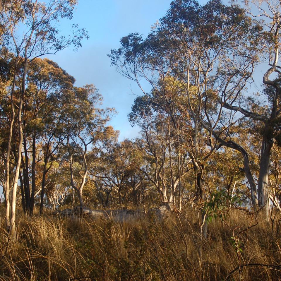 Box Gum Woodland near Cullen Bullen Box Gum Woodland near Cullen Bullen